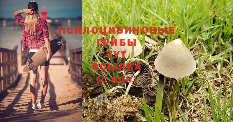 даркнет сайт  Змеиногорск  Галлюциногенные грибы Cubensis 